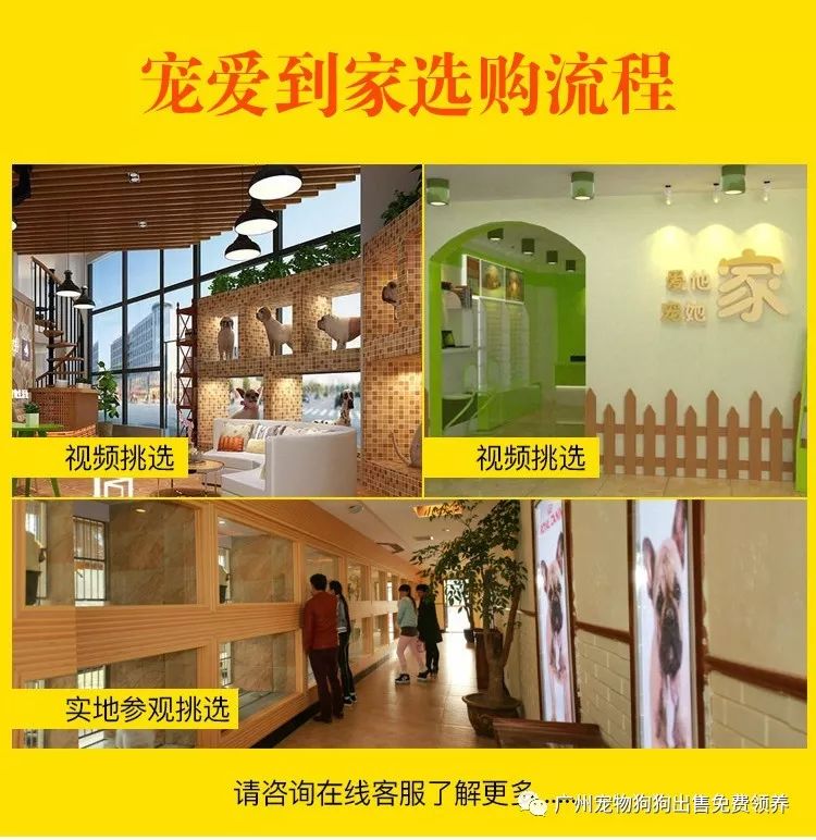 买拉布拉多幼犬多少元_拉布拉多幼犬购买注意事项_购买拉布拉多犬幼犬