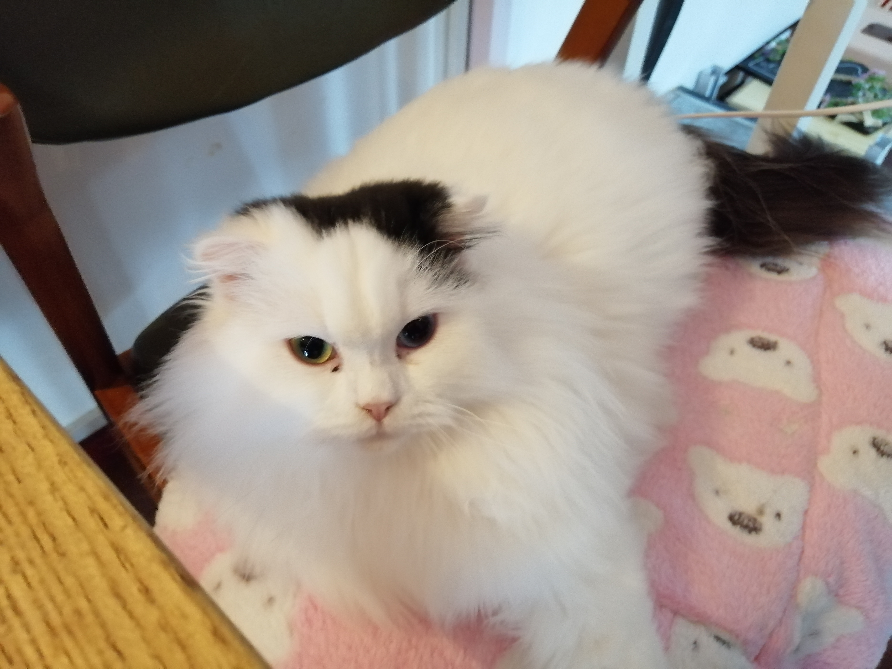 甩尾巴猫咪意思是什么_猫咪甩尾巴是什么意思_叫猫甩尾巴